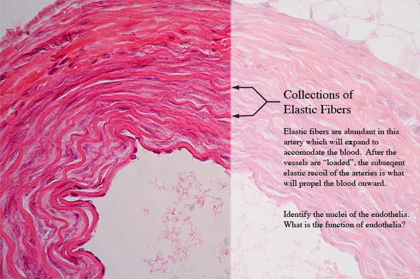 Elastic Connective Tissue